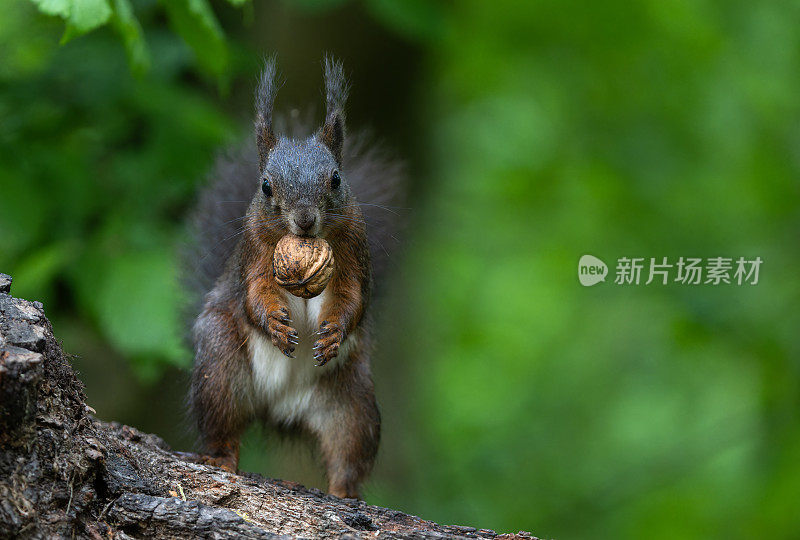 有趣的欧亚棕色红松鼠(学名:Sciurus vulgaris)